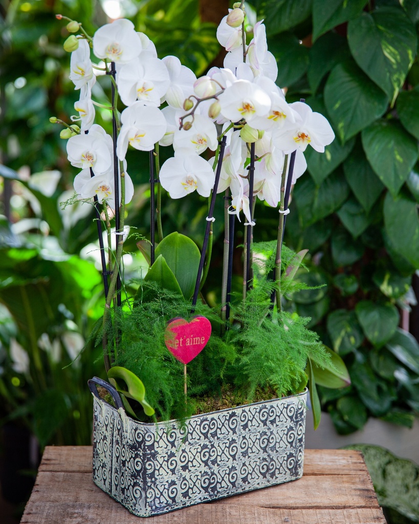 Confection d'orchidée