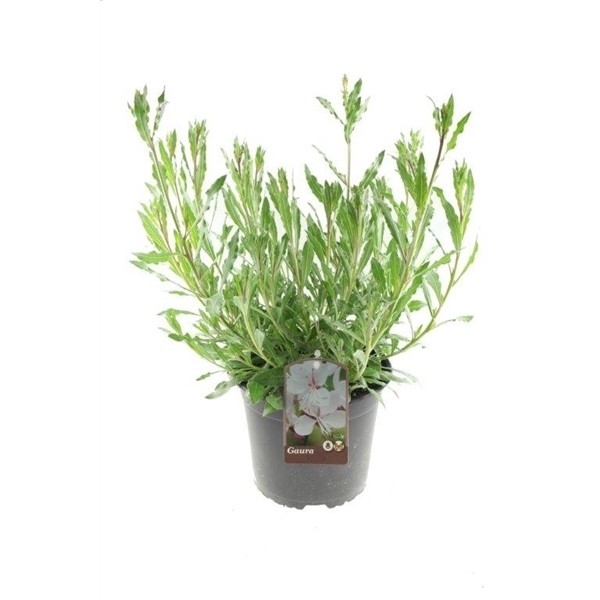 Gaura lindheimeri 'Whirling Butterflies'