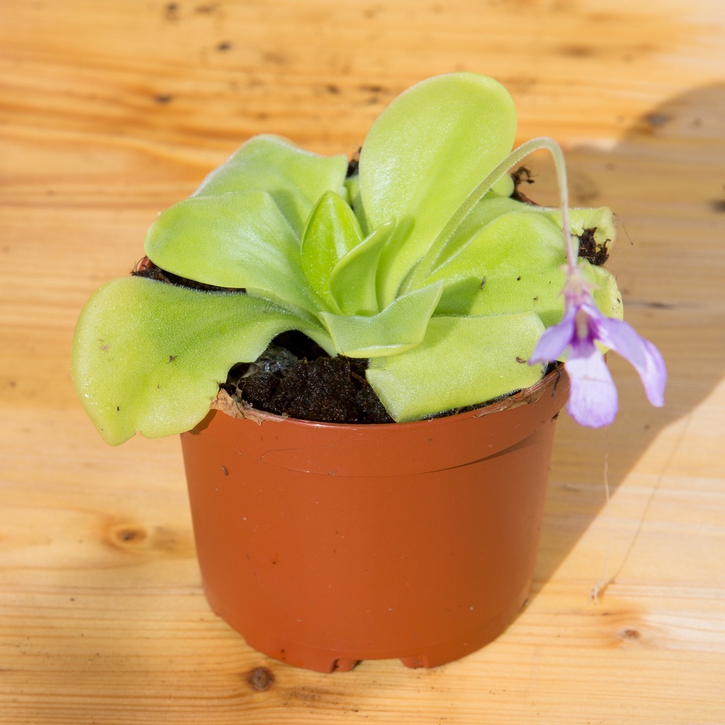Pinguicula