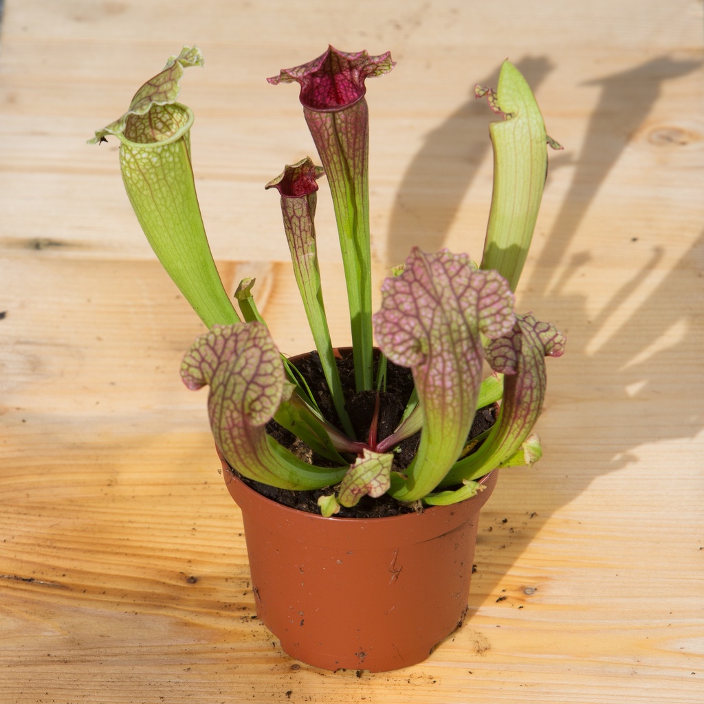 Sarracenia