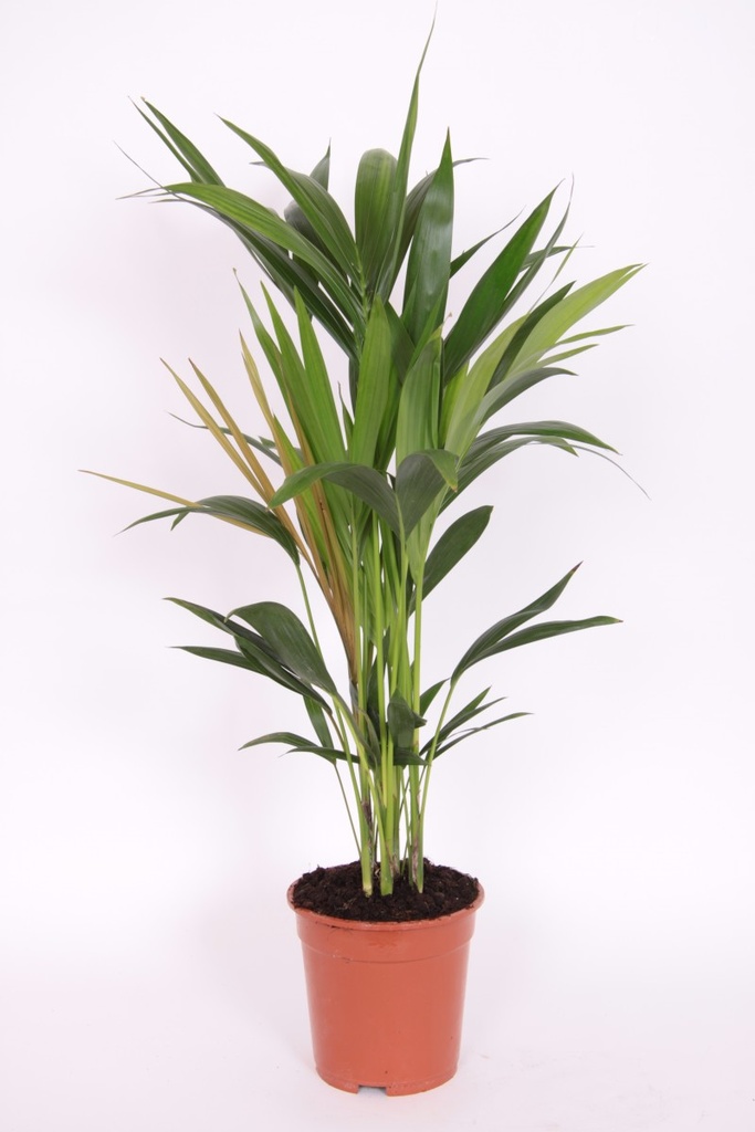 Kentia forsteriana