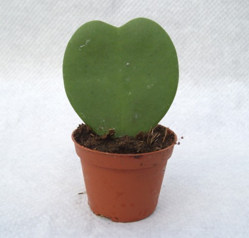 Hoya kerrii 'Green'