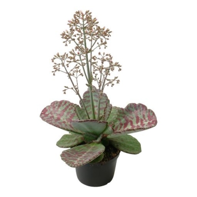 Kalanchoe 'Wildflowers' Desert surprise
