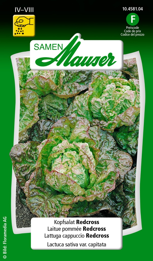 Laitue pommée Redcross