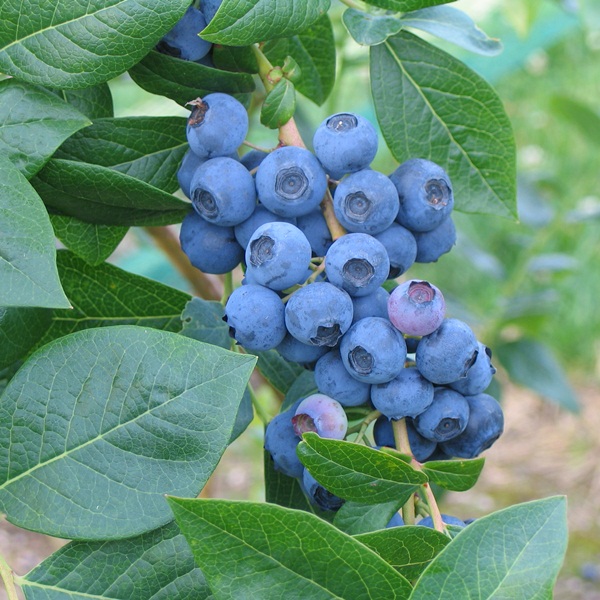 Vaccinium corymbosum