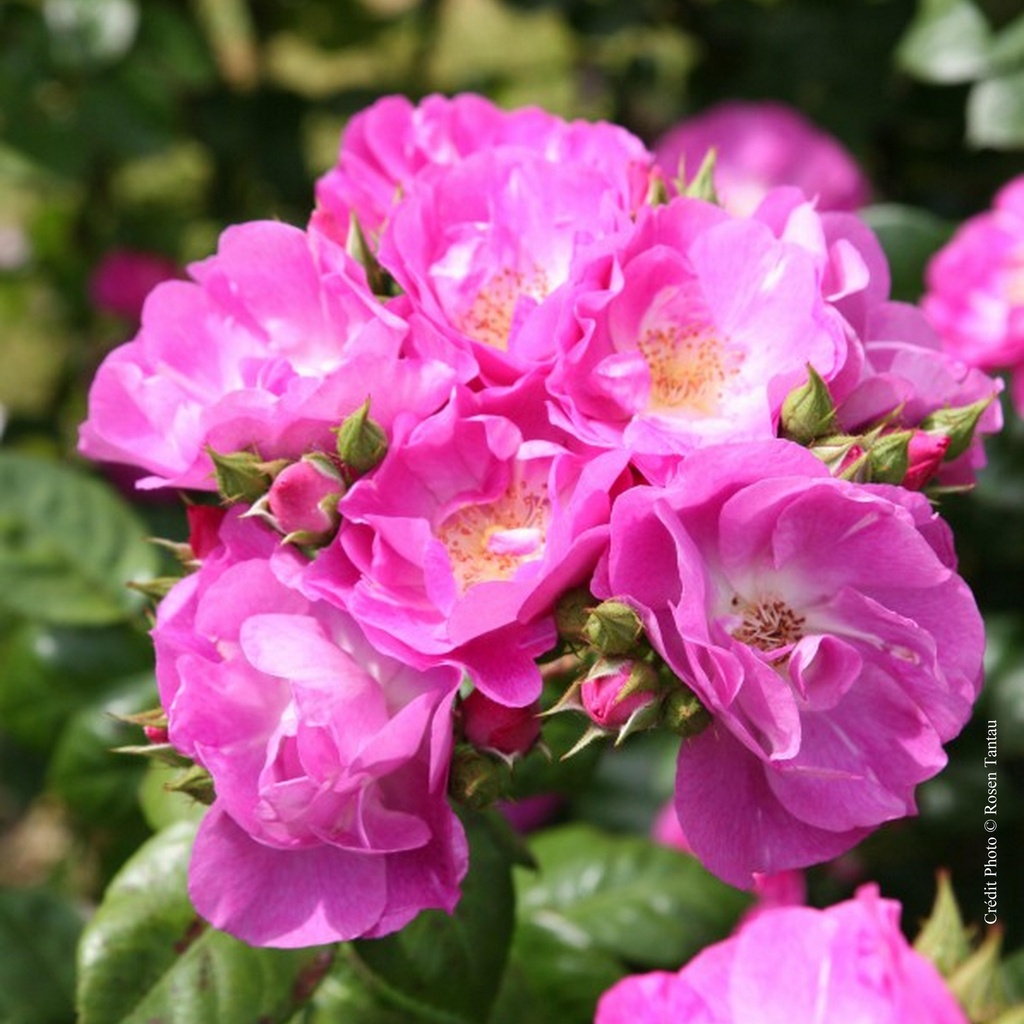 Rosier 'Global Water'