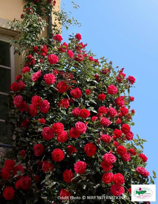 Rosier grimpant 'Le Grand Huit'