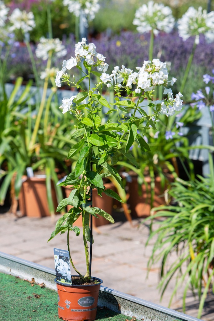 Phlox paniculata 'David'