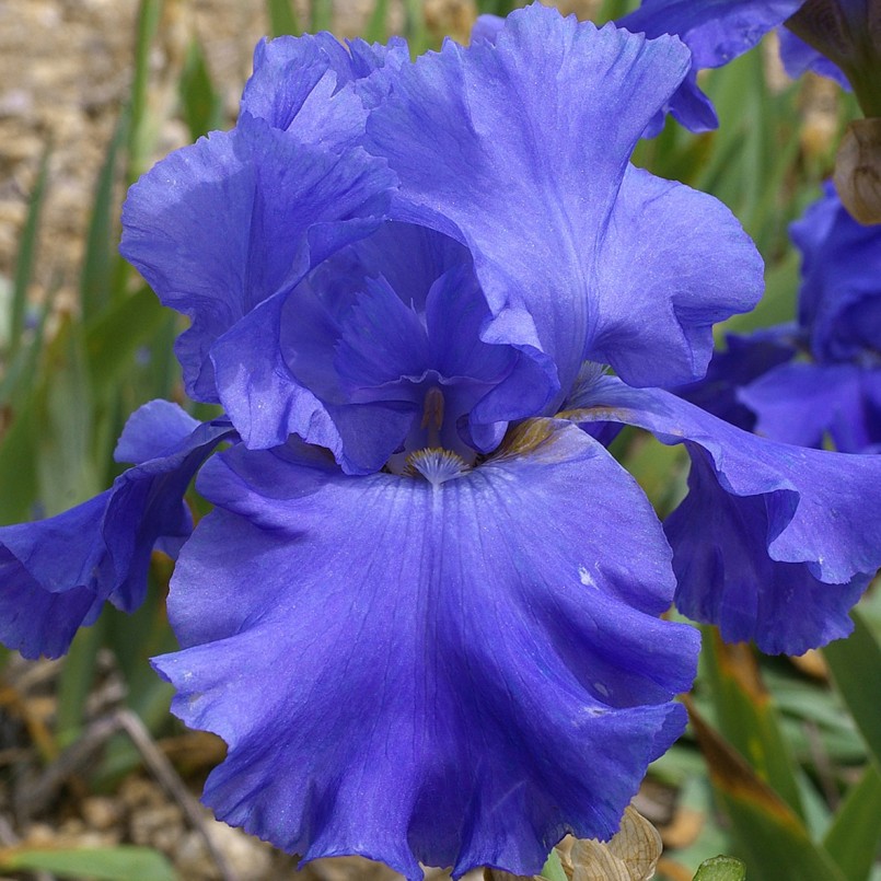 Iris germanica 'Blue Temptation'