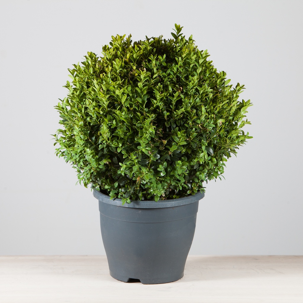 Buxus sempervirens