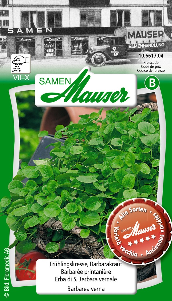 Barbarée du printemps