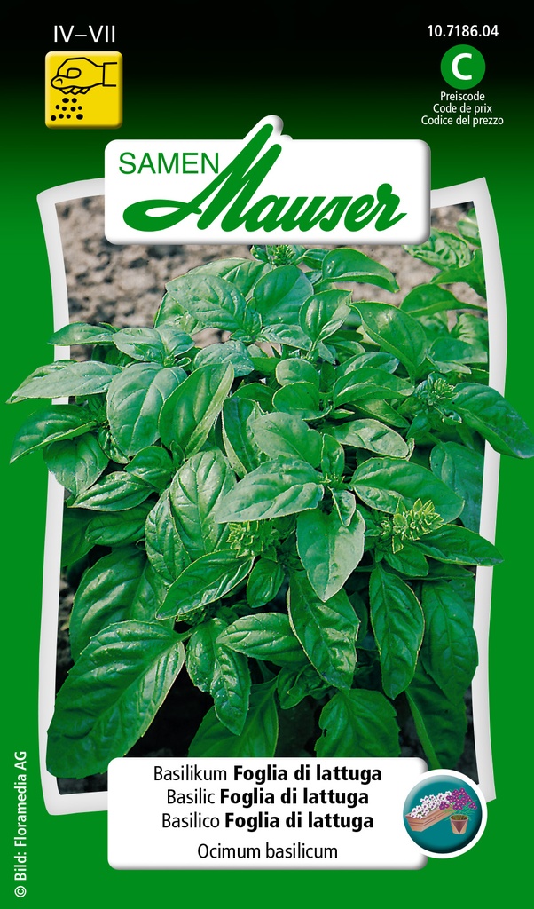 basilic Foglia di lattuga