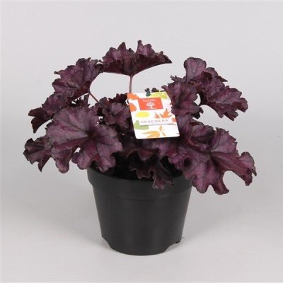 Heuchera 'Forever Purple Experimental'
