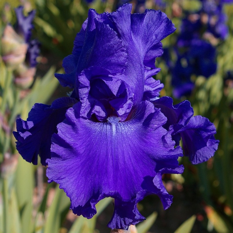 Iris germanica 'Blue Crusader'