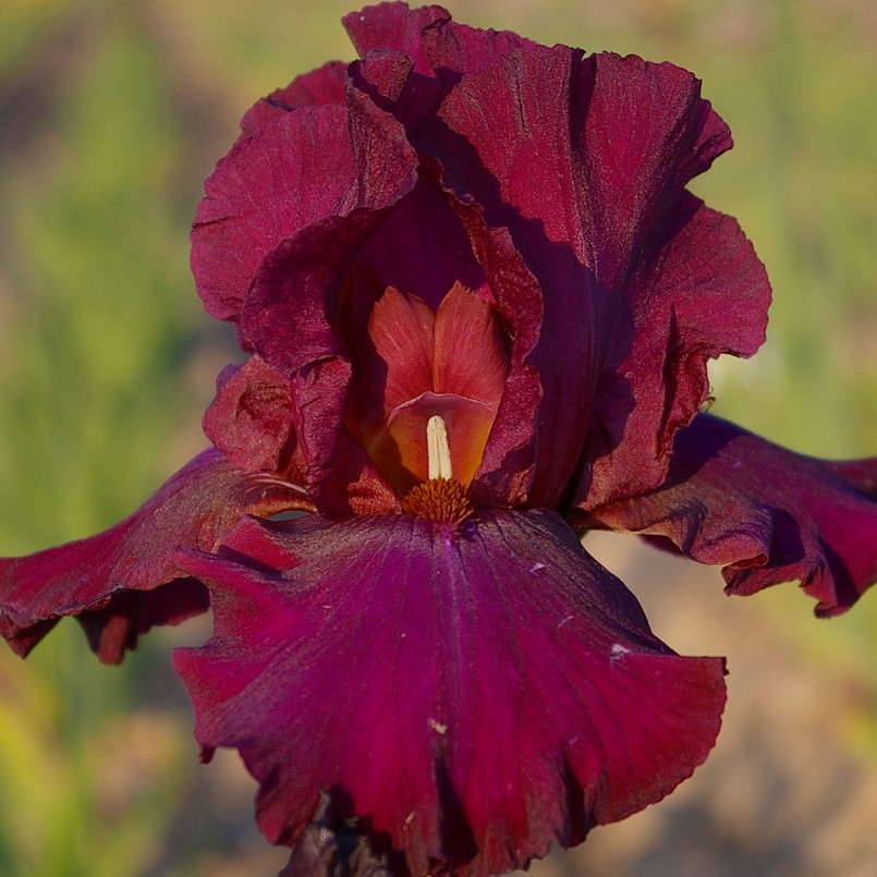 Iris germanica 'Hot Spices Wine'