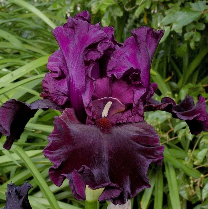 Iris germanica 'Premier Cru'