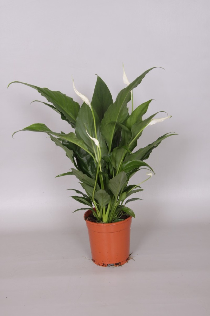 Spathiphyllum 'Sweet Rocco'