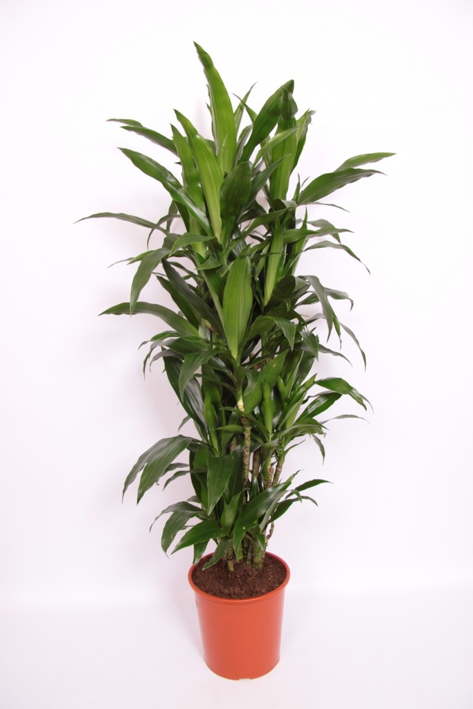 Dracaena 'Janet Craig'