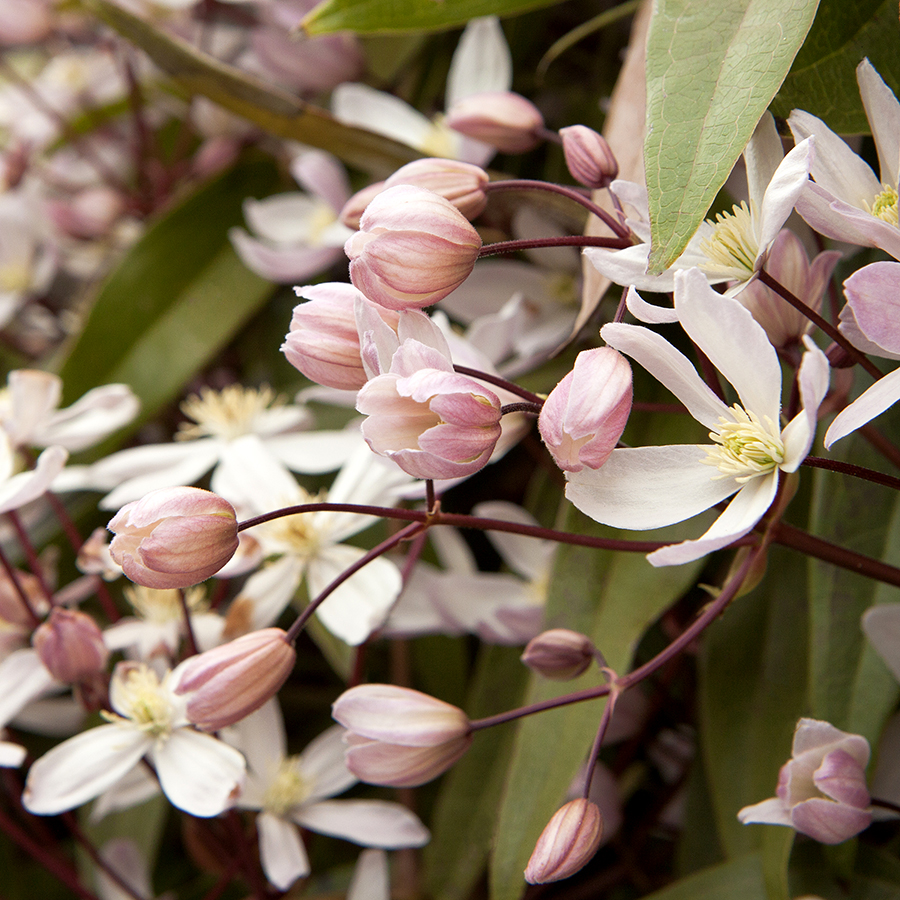 Clematis armandii 'Apple Blossom'