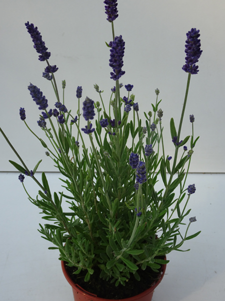 Lavandula angustifolia