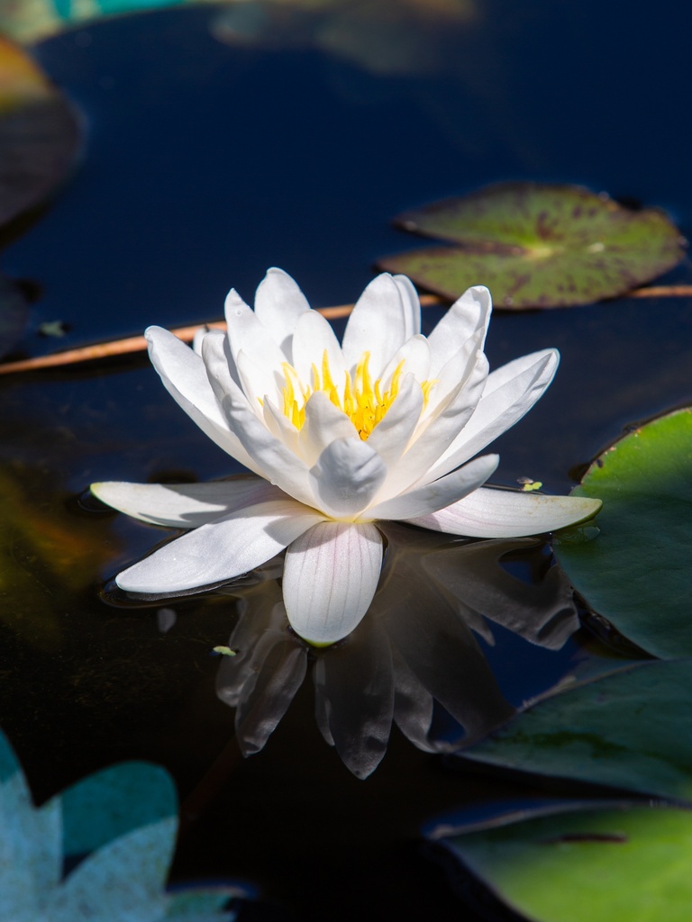 Nymphaea