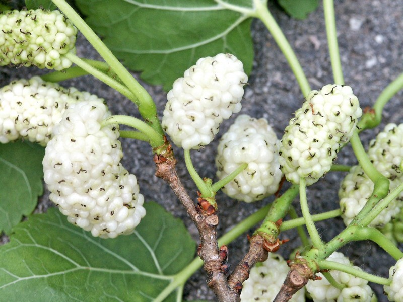 Morus alba 'Dolce Vita'