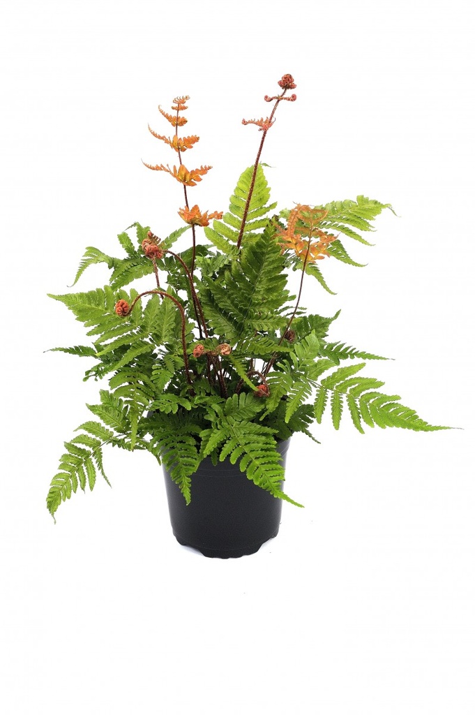 Dryopteris erythrosora