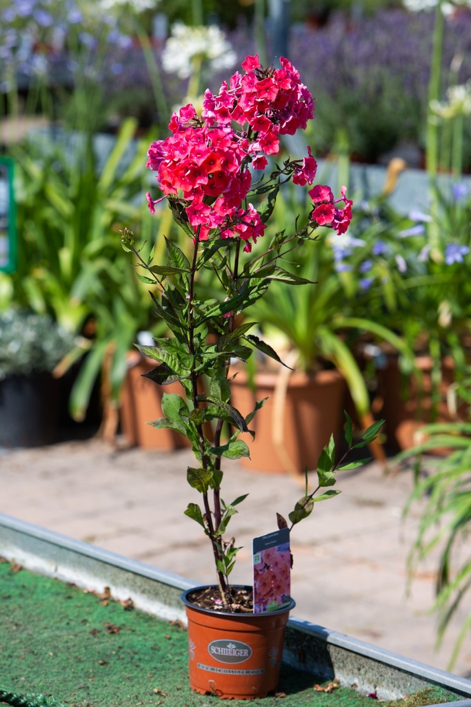 Phlox paniculata 'Adessa Orange'