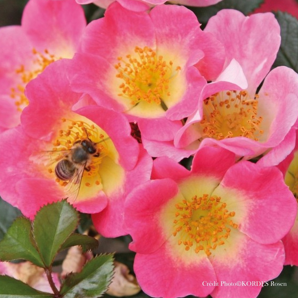 Rosier 'Topolina'