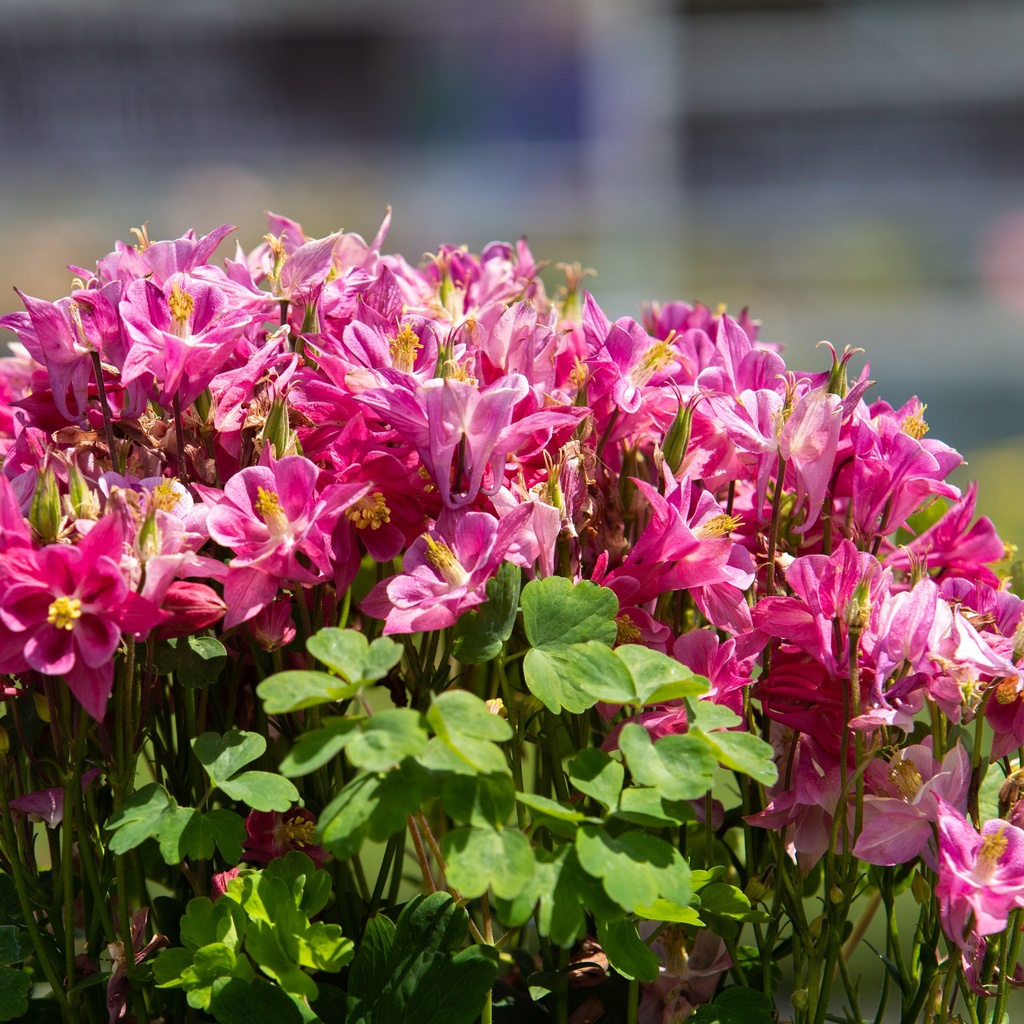 Aquilegia