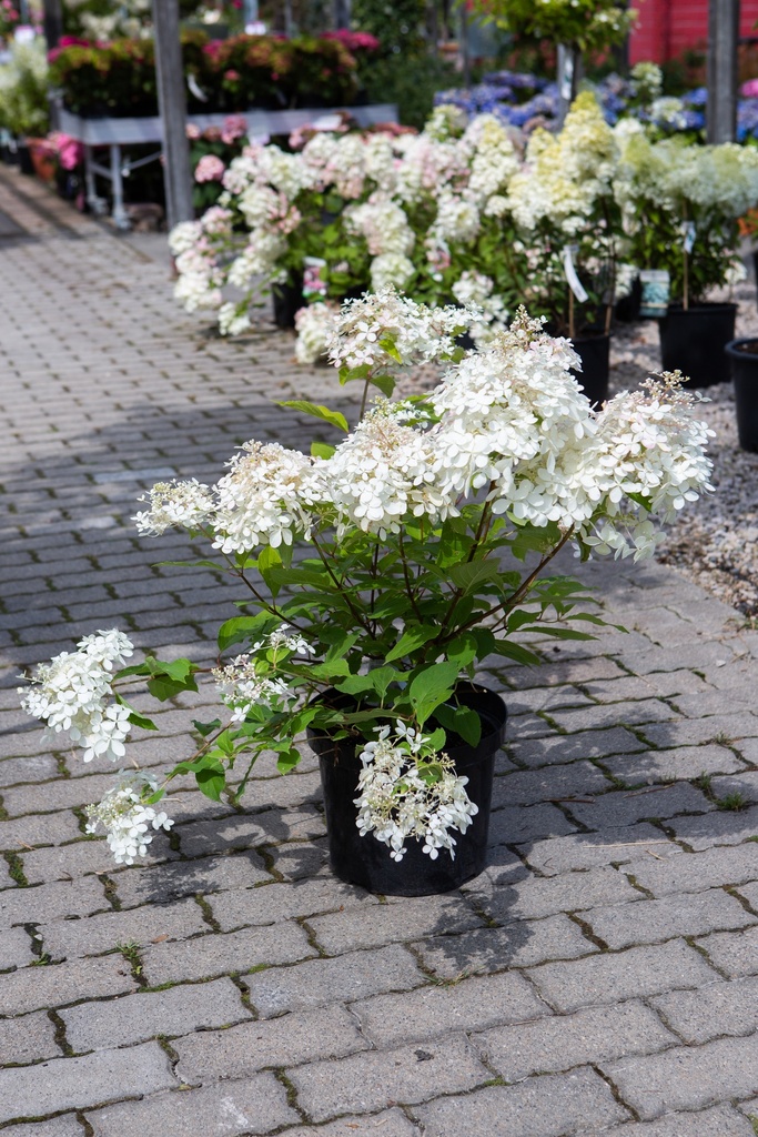 Hydrangea paniculata