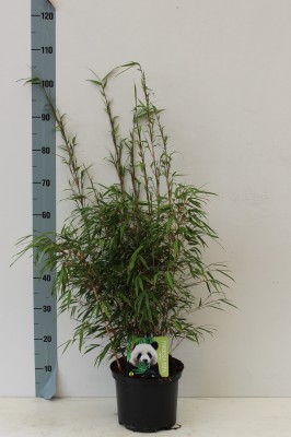 Fargesia 'Rufa'