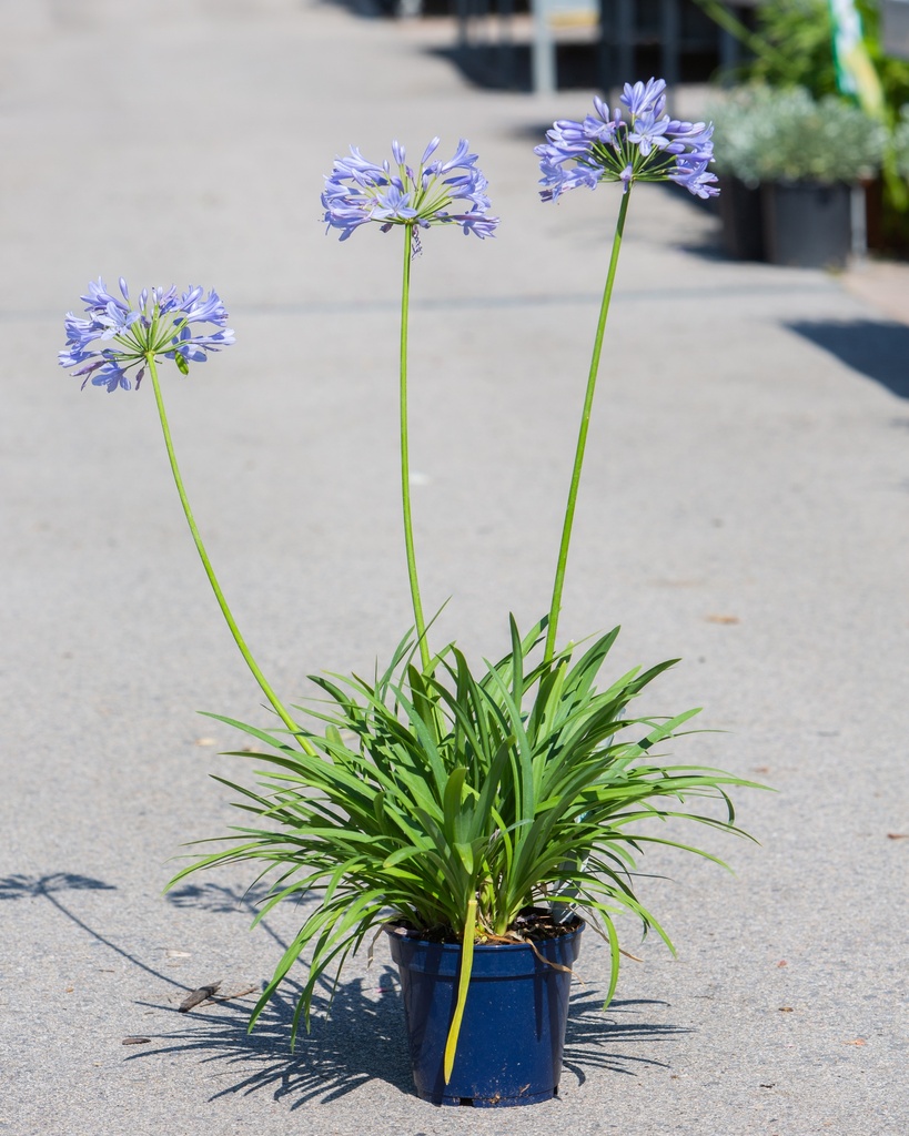 Agapanthus 'Amourette' (Bleu)