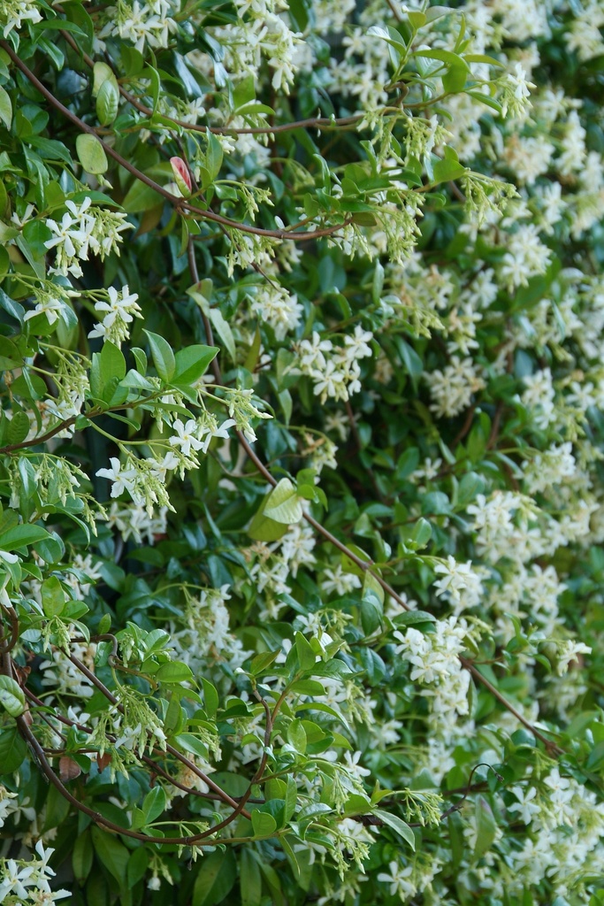 Trachelospermum jasminoides