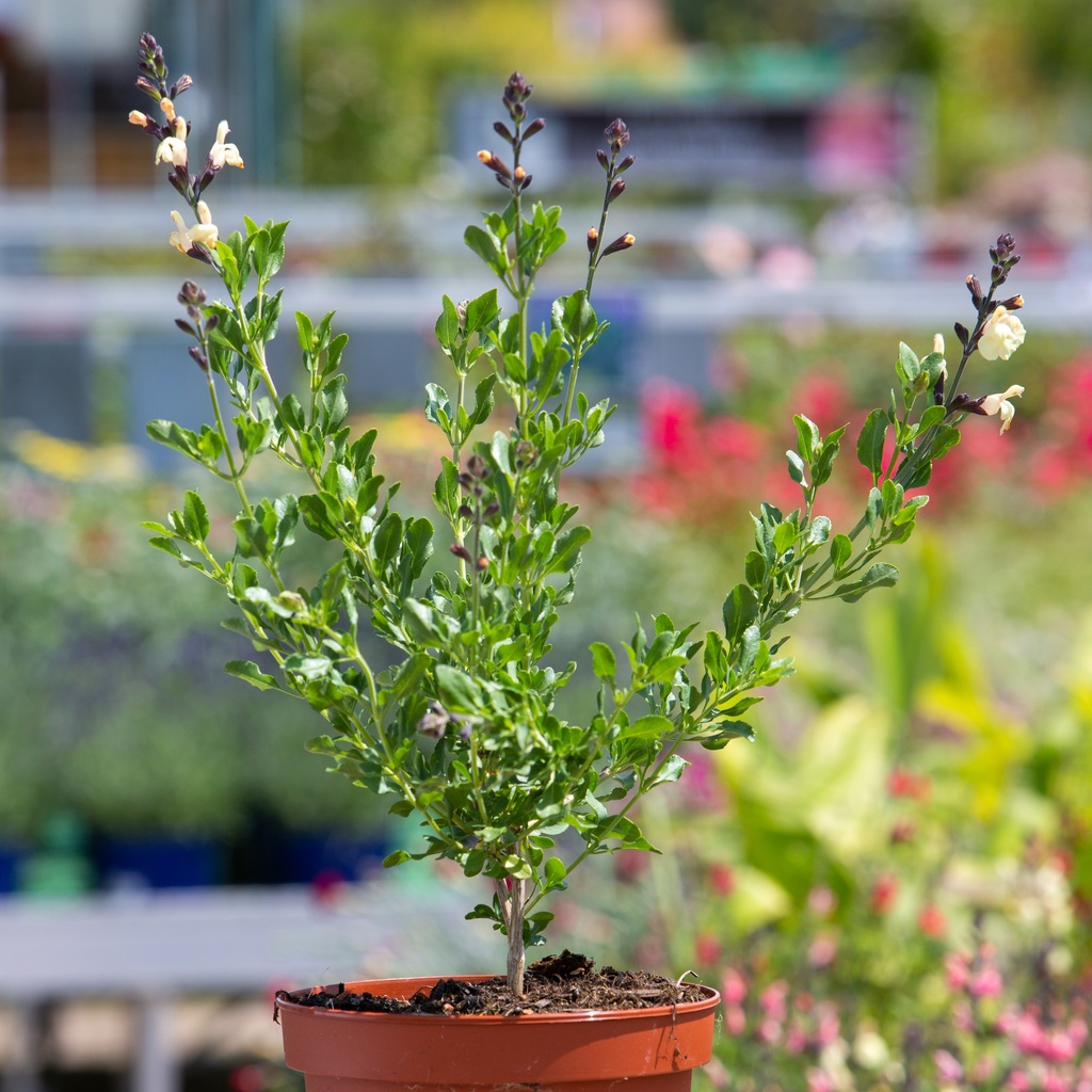 Salvia x jamensis 'Melen'®