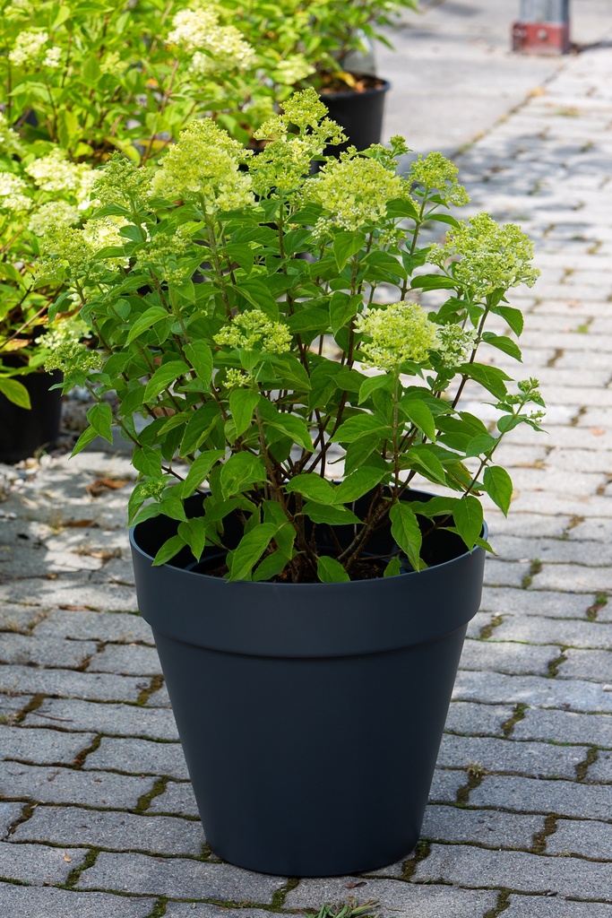 Hydrangea paniculata 'Little Lime'®