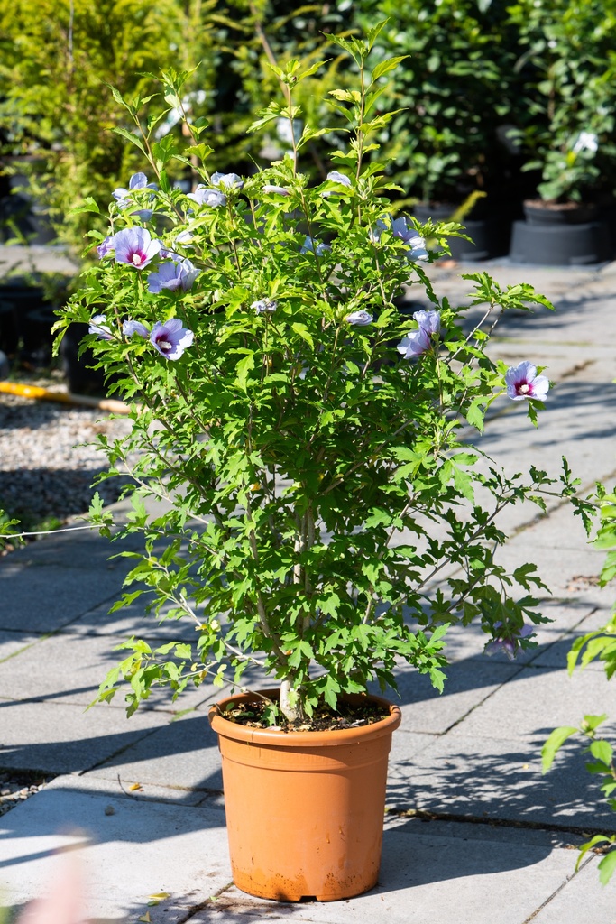 Hibiscus syriacus 'Belli Colori Cielo'
