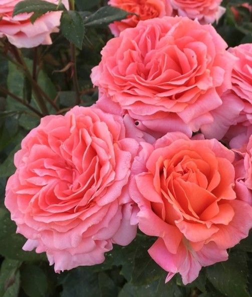 Rosier grimpant 'Guirlande d'Amour'