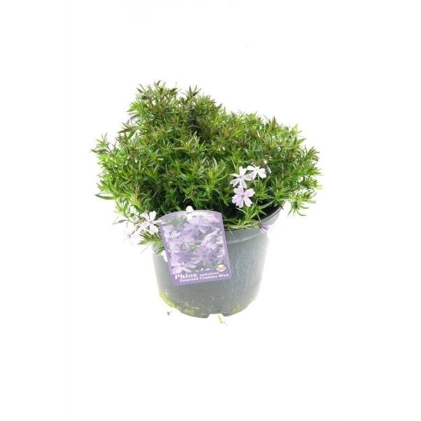 Phlox subulata 'Emerald Cushion Blue'