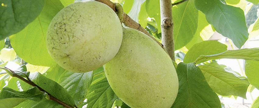 Asimina triloba 'SUSQUEHANNA® Peterson Pawpaws®'