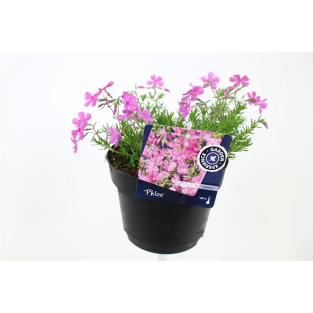 Phlox subulata 'MacDaniel's Cushion'