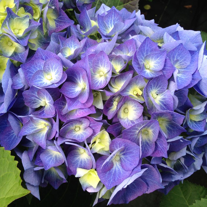 Hydrangea macrophylla 'Bela Bleu'