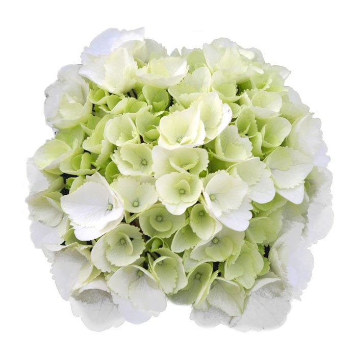 Hydrangea macrophylla 'Schneeball®'