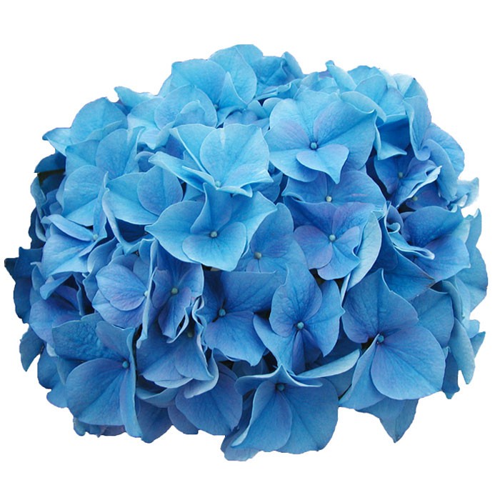 Hydrangea macrophylla 'Marina'