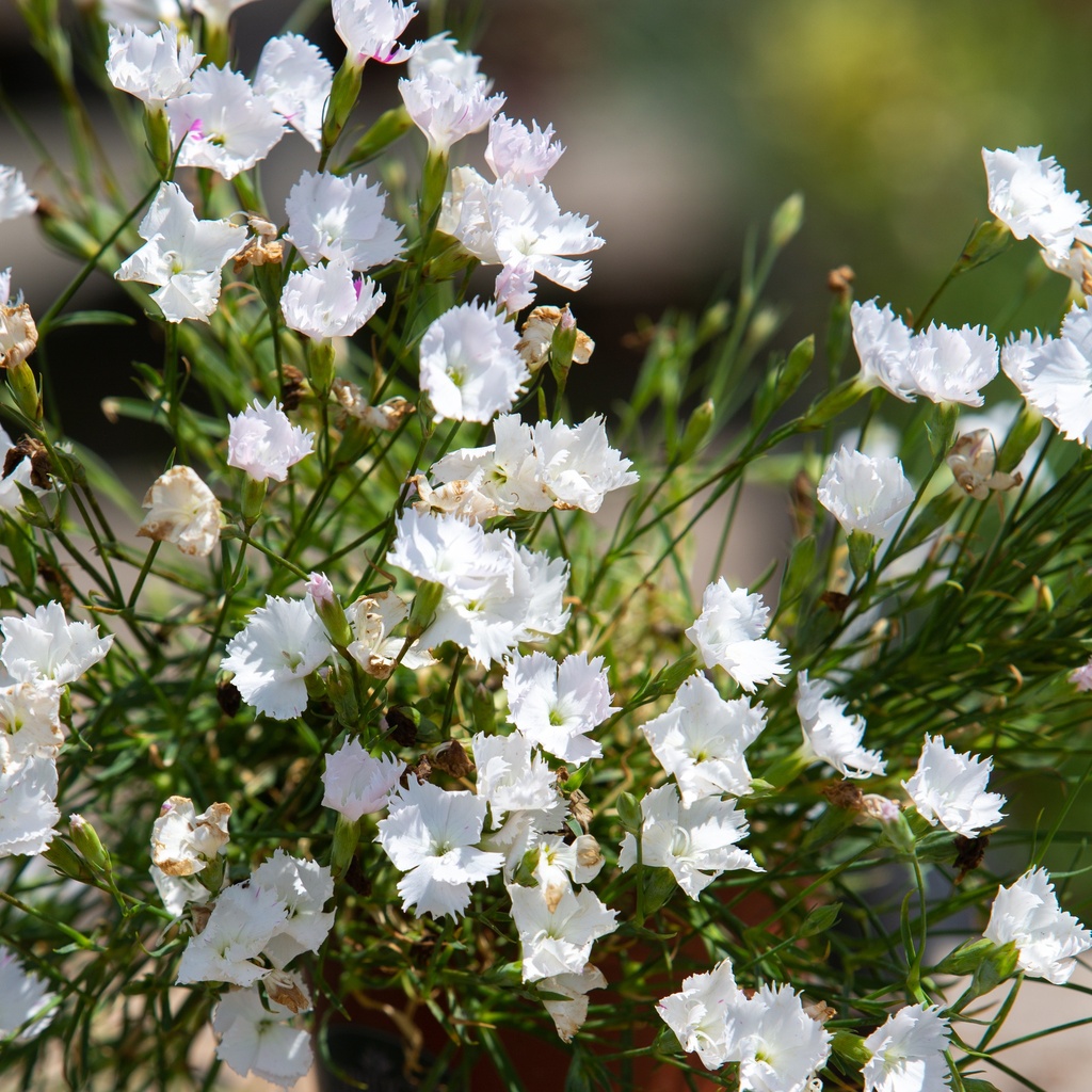 Dianthus 'Gisele'