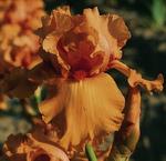 Iris germanica 'Orange Embers'