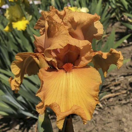 Iris germanica 'Orange Embers'