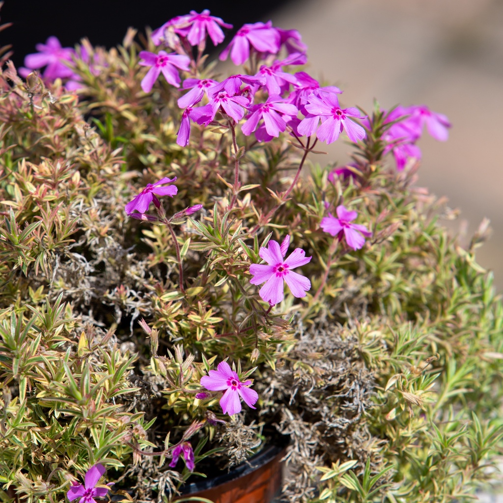Phlox subulata 'Nettleton Variation'