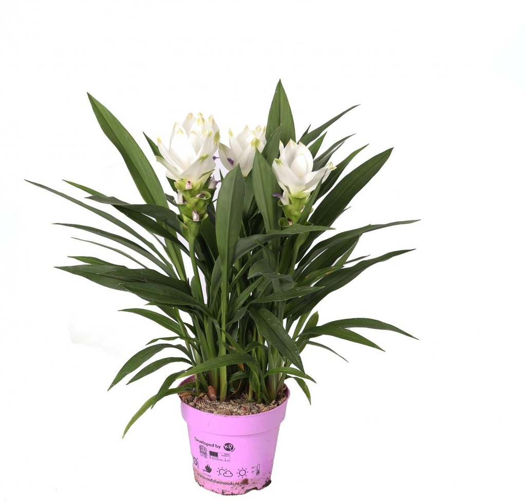 Curcuma 'Siam'