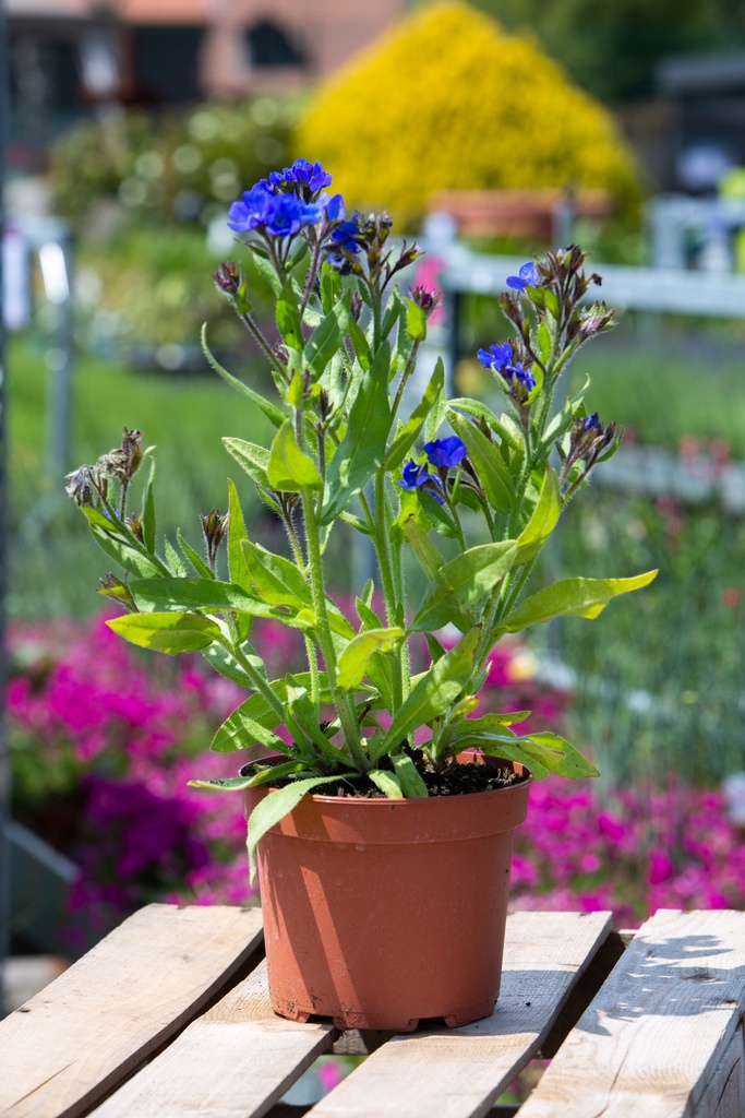 Anchusa azurea 'Loddon Royalist'